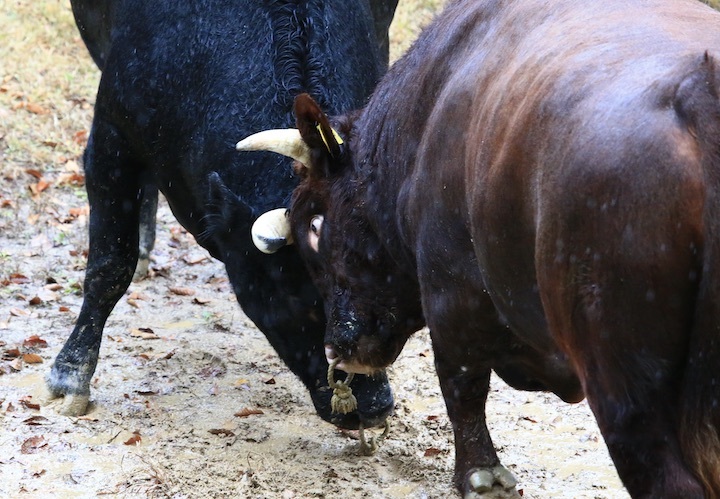 11/3 山古志闘牛 響-庵 後編_b0016600_20281326.jpeg