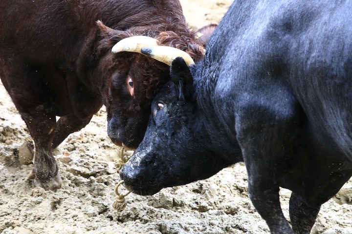 11/3 山古志闘牛 響-庵 後編_b0016600_20574973.jpeg