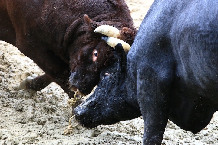 11/3 山古志闘牛 響-庵 後編_b0016600_20585392.jpeg