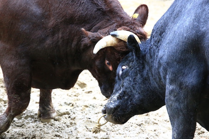 11/3 山古志闘牛 響-庵 後編_b0016600_20594263.jpeg