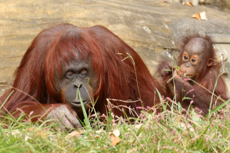 お兄ちゃんのアピが久しぶりに登場 多摩動物園のオランウータン 旅プラスの日記