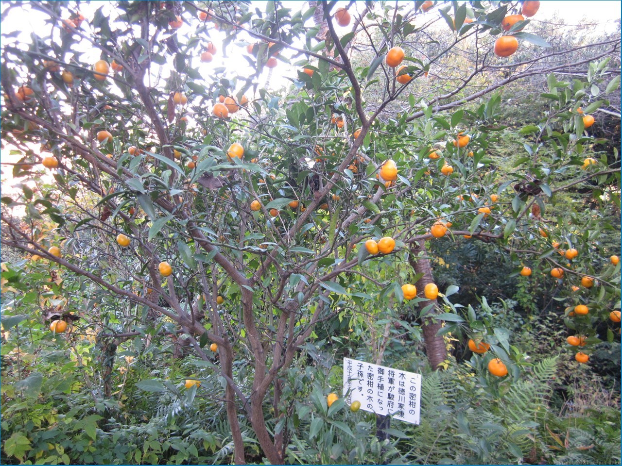 磐田市 三ケ野 七つ道_c0376508_13114809.jpg