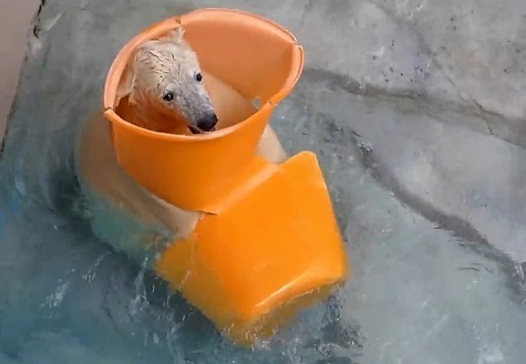 男鹿水族館GAOのフブキ (Fubuki/Фубуки) が間もなく生後11ヶ月へ ~ 関連商品も発売へ_a0151913_02103465.jpg