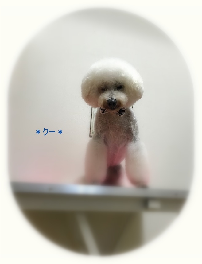 クーくん_a0315823_19363410.jpg