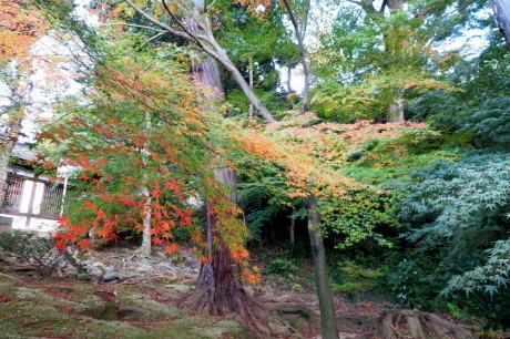赤い鳥居の伏見稲荷山と紅葉の東福寺_c0218841_22465117.jpg