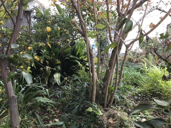 天の恵み_d0101846_15515118.jpeg