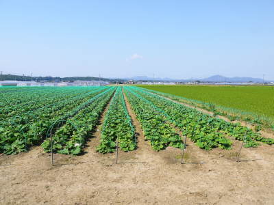 熊本の美味しいお米を紹介(2021) その2:砂田のこだわりれんげ米 れんげを有機肥料にし土にこだわる匠のお米_a0254656_17453902.jpg