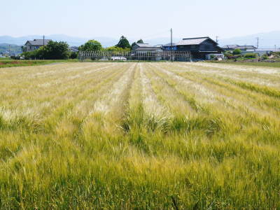 熊本の美味しいお米を紹介(2021) その2:砂田のこだわりれんげ米 れんげを有機肥料にし土にこだわる匠のお米_a0254656_17470236.jpg
