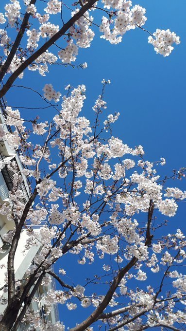歴史小ネタ(2019/4/1-15)乃木神社と青山墓地訪墓、下賀茂神社みたらし祭、古絵葉書風景紹介、ハリスの長駕籠、浄真寺一昔、善光寺、静岡、有馬温泉の昔_b0116271_14392435.jpg