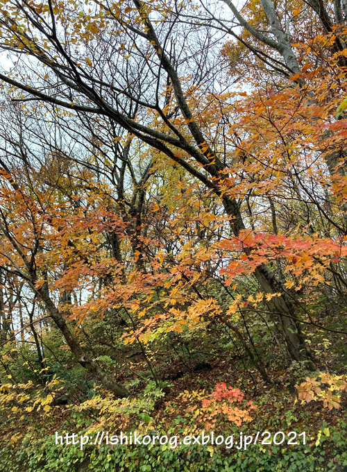 秋雨の紅葉ドライブ・大山 -1_a0223379_15202599.jpg