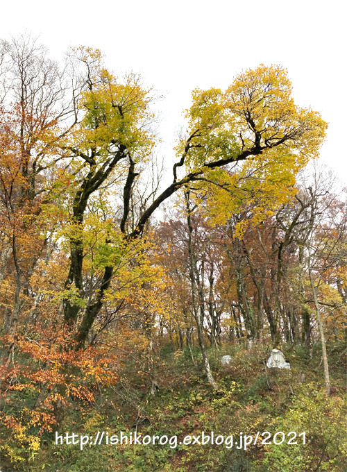 秋雨の紅葉ドライブ・大山 -1_a0223379_15213033.jpg