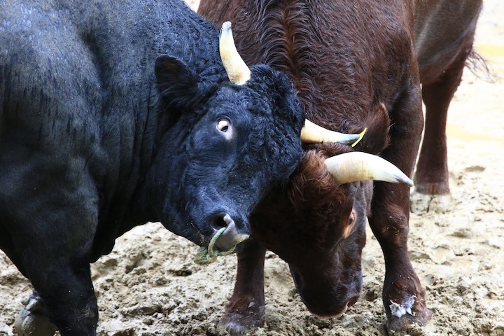 11/3 山古志闘牛 充号-柿乃花威風堂々_b0016600_23131285.jpeg