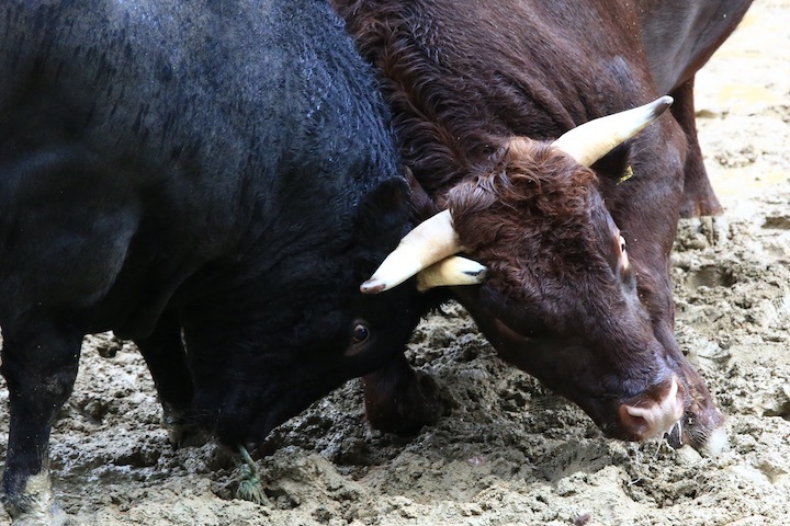 11/3 山古志闘牛 充号-柿乃花威風堂々_b0016600_23150400.jpeg