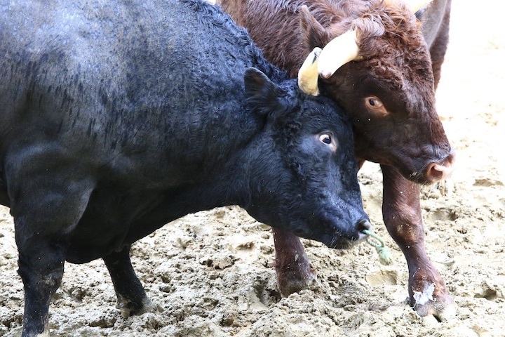 11/3 山古志闘牛 充号-柿乃花威風堂々_b0016600_23160081.jpeg