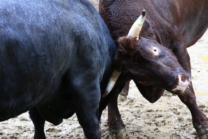 11/3 山古志闘牛 充号-柿乃花威風堂々_b0016600_23181168.jpeg