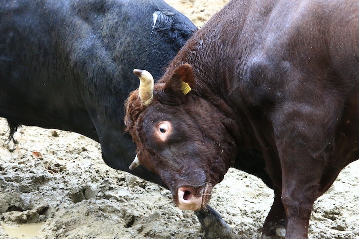 11/3 山古志闘牛 充号-柿乃花威風堂々_b0016600_23203192.jpeg