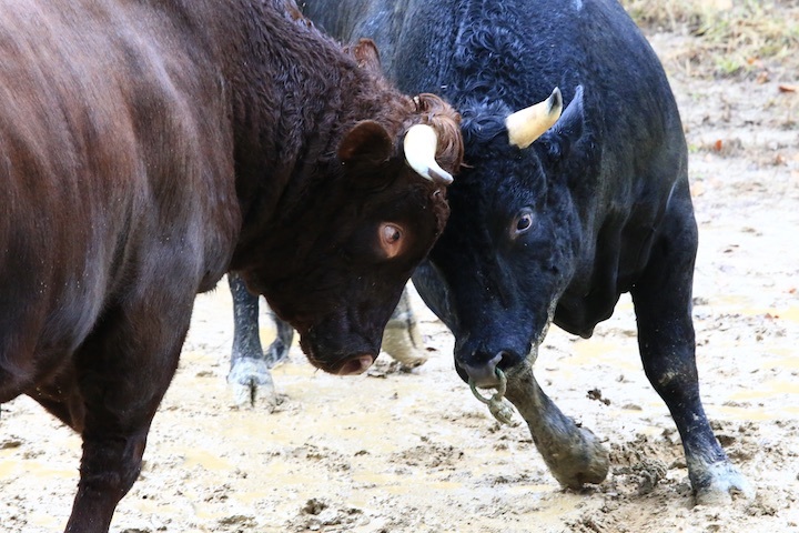 11/3 山古志闘牛 充号-柿乃花威風堂々_b0016600_23213840.jpeg