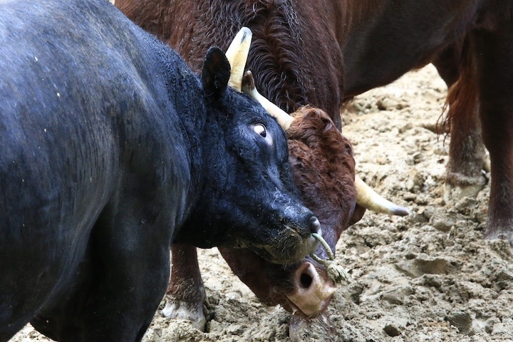 11/3 山古志闘牛 充号-柿乃花威風堂々_b0016600_23300385.jpeg