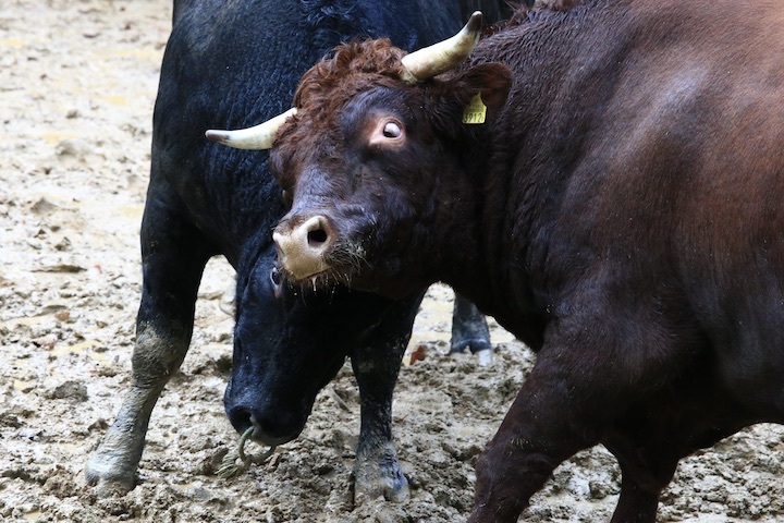 11/3 山古志闘牛 充号-柿乃花威風堂々_b0016600_23304173.jpeg