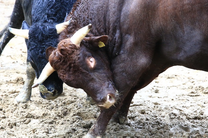 11/3 山古志闘牛 充号-柿乃花威風堂々_b0016600_23313580.jpeg