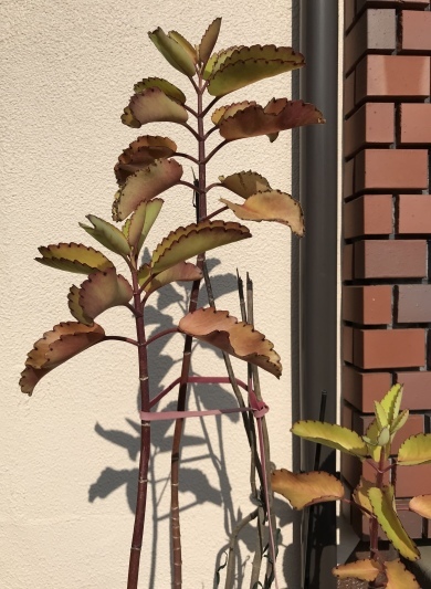 マザーリーフが紅葉しちゃいました_e0181901_11322569.jpeg