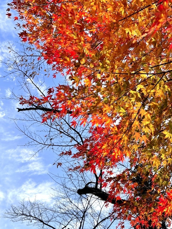 谷川沿い☆晩秋のさんぽ(水上)_c0212604_07185117.jpeg