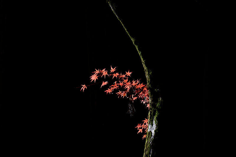 2021年和歌山の紅葉@高野山 其の三_f0032011_18265897.jpg