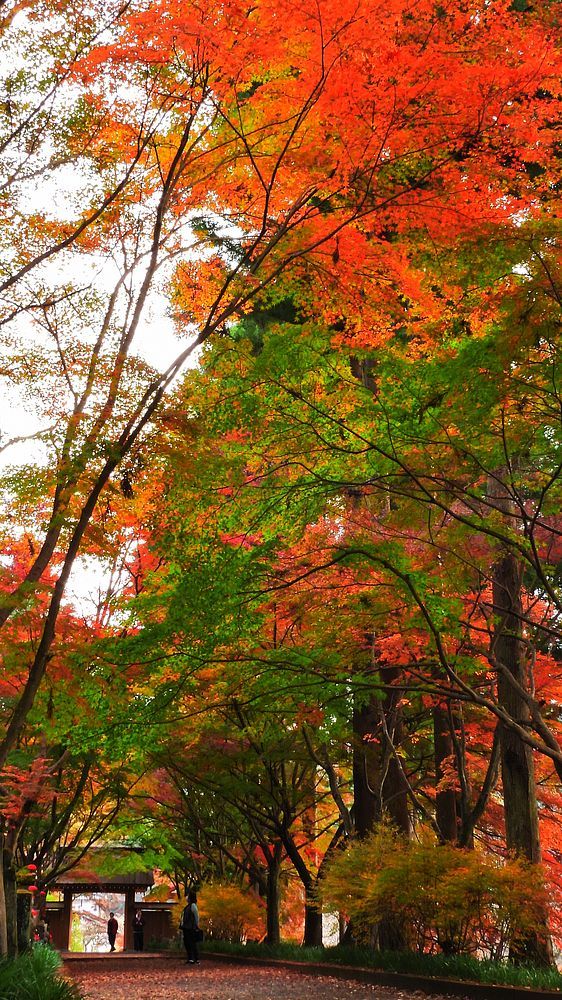 佐野市仙波の 金蔵院 と言えば今が旬の紅葉は如何に と出掛けてみた 私のデジタル写真眼