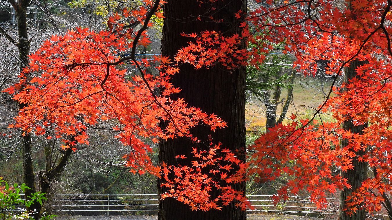 佐野市仙波の「金蔵院」と言えば今が旬の紅葉は如何に？と出掛けてみた・・・_a0031821_16414401.jpg