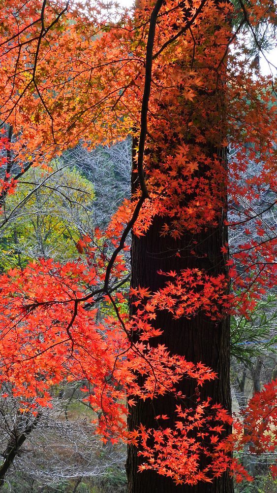 佐野市仙波の「金蔵院」と言えば今が旬の紅葉は如何に？と出掛けてみた・・・_a0031821_16444309.jpg