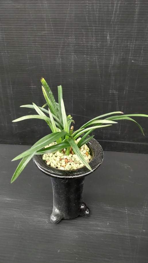 第4回 蘭万園Web展示会 (春蘭柄物) : 蘭万園日記