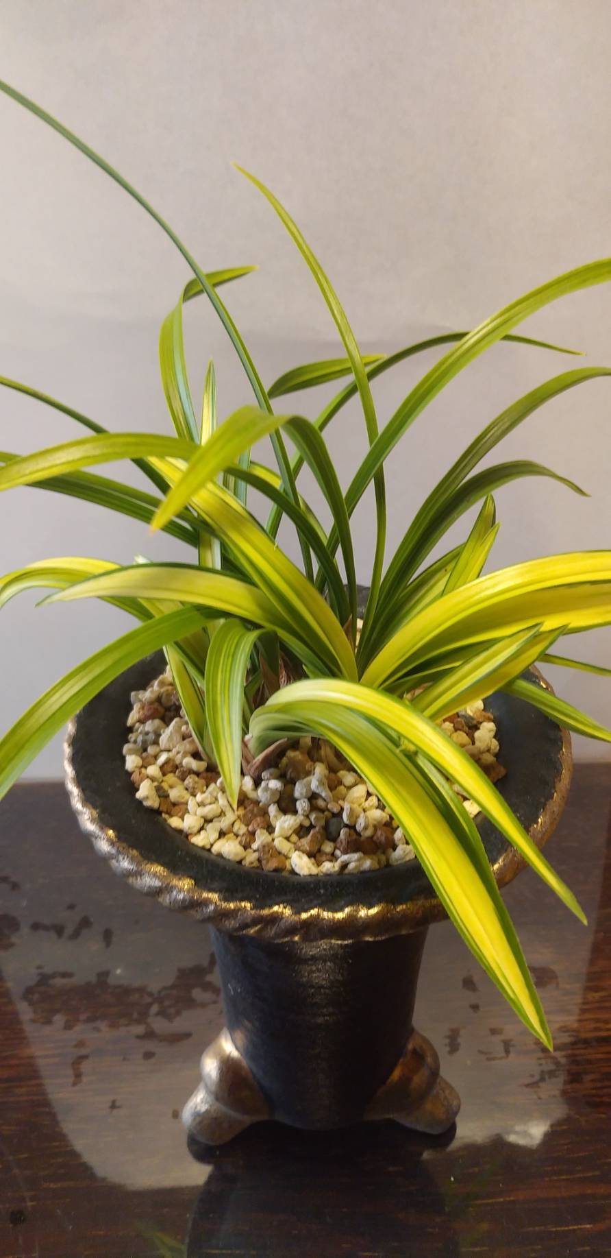 ☆韓国春蘭 高級名品「天明」極黄中押し縞 上木新木前々3本立☆春蘭