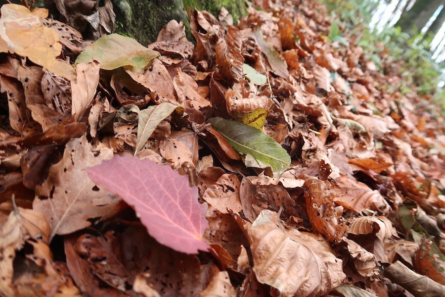 冬じたく進むも紅葉残る晩秋のラヴェルの森へ_f0234936_14533525.jpg