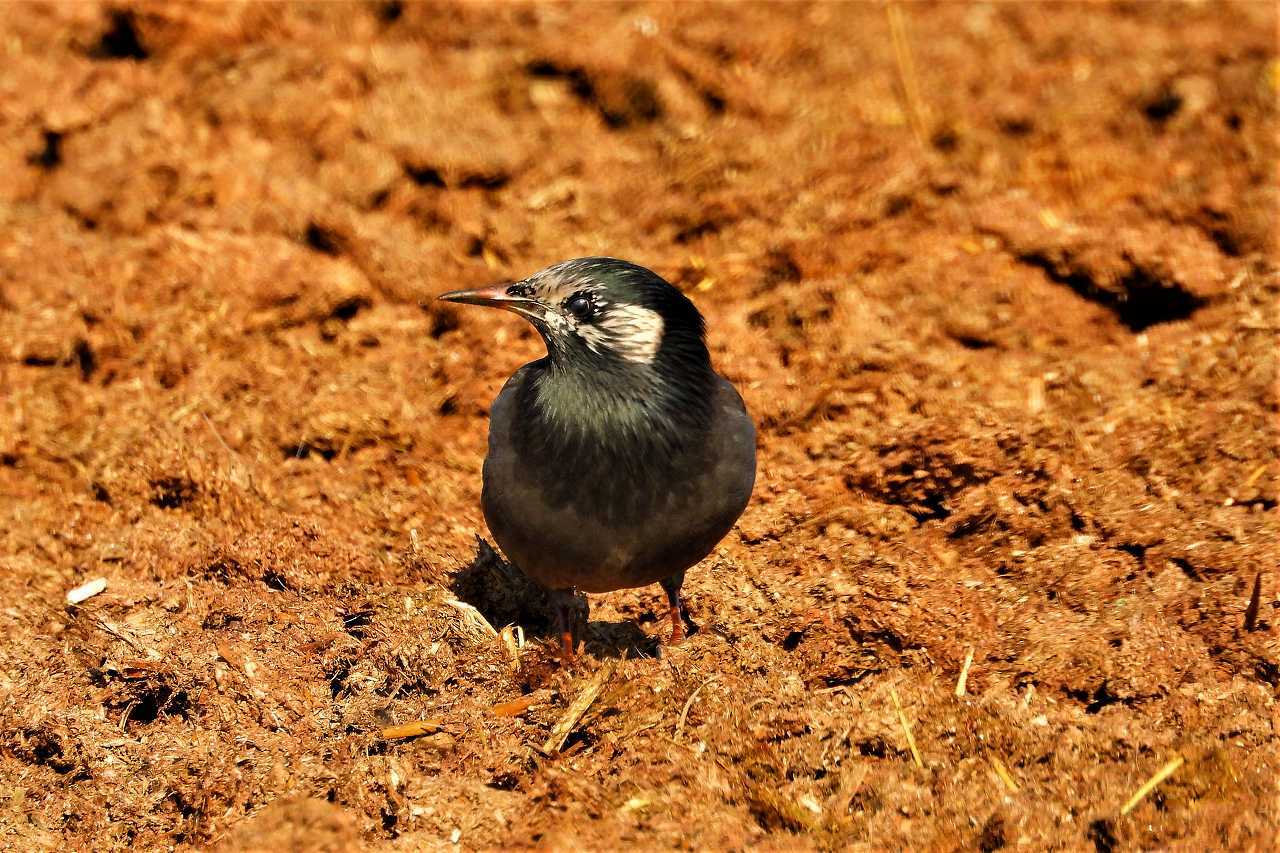 かつて ムクドリは益鳥でした なんでもブログ2 かつて ムクドリは益鳥でした なんでもブログ2