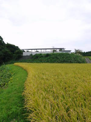 令和6年度の熊本県産新米の販売スタート!ここでしか買えないお米その3:水にこだわる匠の『菊池水源棚田米(ひのひかり)』_a0254656_18291460.jpg