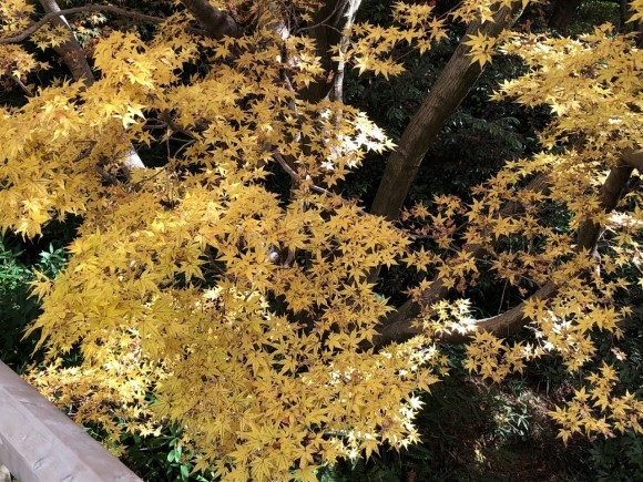 ちょっとだけ、紅葉狩り_d0105063_20594434.jpeg