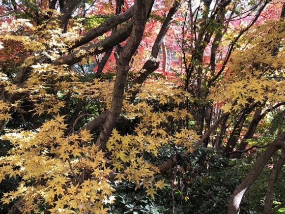 ちょっとだけ、紅葉狩り_d0105063_20594762.jpeg