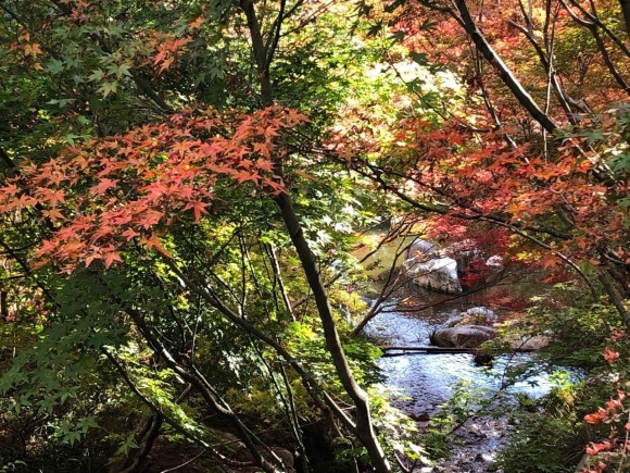 ちょっとだけ、紅葉狩り_d0105063_20595242.jpeg
