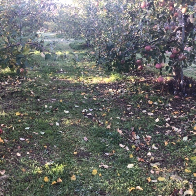 霜が降りないと甘くならない２０２１/11/17_e0019167_08152914.jpeg