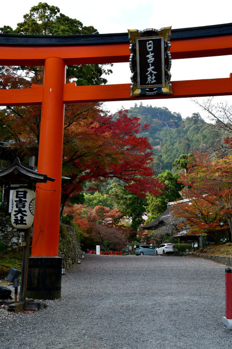 滋賀紅葉徘徊2021 日吉大社_f0374895_23270309.jpg