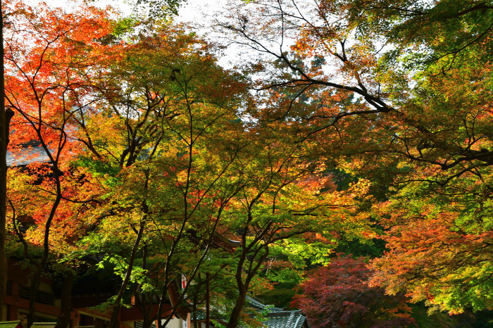 滋賀紅葉徘徊2021 日吉大社_f0374895_23331224.jpg