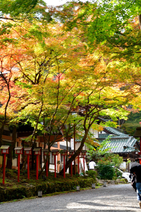 滋賀紅葉徘徊2021 日吉大社_f0374895_23385189.jpg