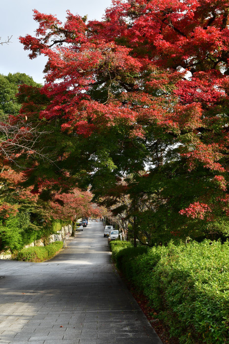 滋賀紅葉徘徊2021 日吉大社_f0374895_23443091.jpg