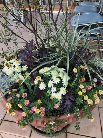 花持ちの良い八重咲きマーガレット2種 : Gardener*s Diary