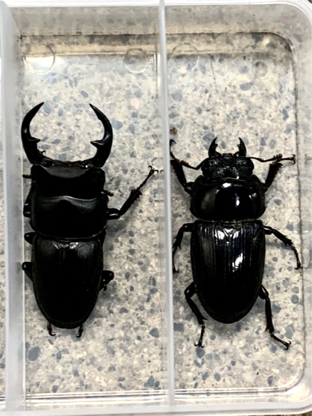 新潟県加瀬野外オオクワガタ 灯火採集57ミリ 【公式通販】