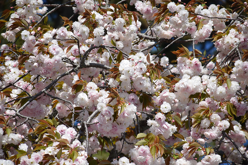 秀吉が最後に築いた幻の城、京都新城。_e0158128_17313923.jpg