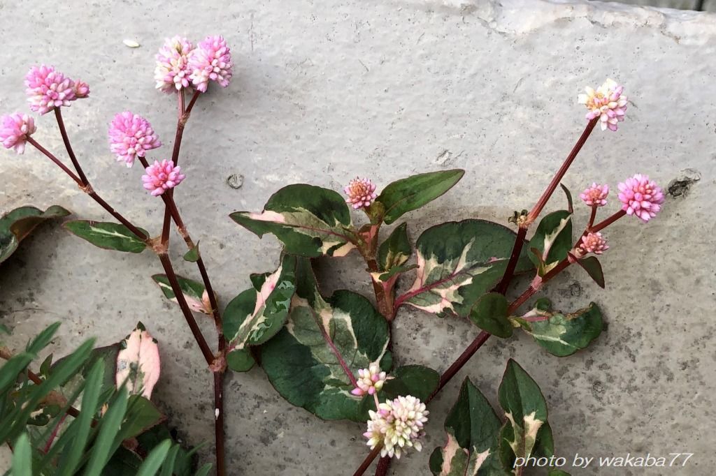 金平糖のようなヒメツルソバの花 自然のキャンバス