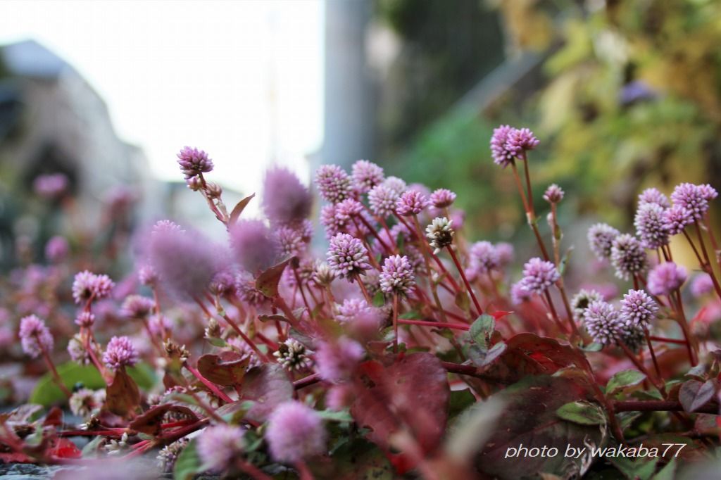 金平糖のようなヒメツルソバの花 自然のキャンバス