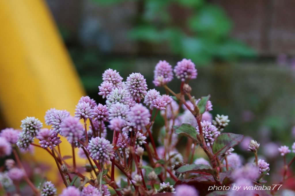 金平糖のようなヒメツルソバの花 自然のキャンバス