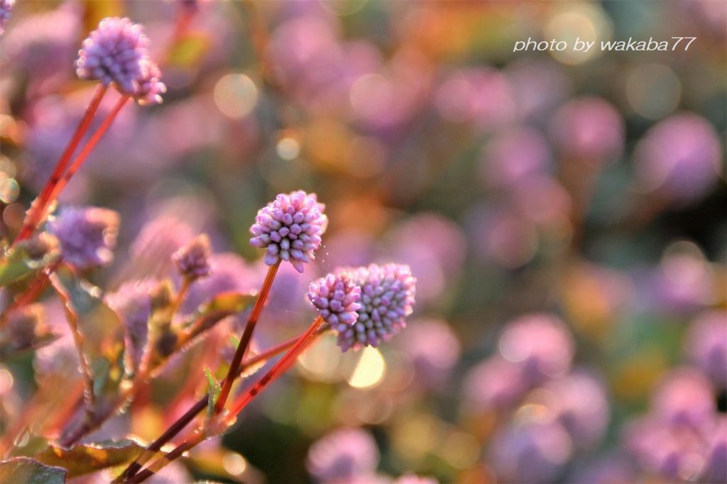 金平糖のようなヒメツルソバの花 自然のキャンバス